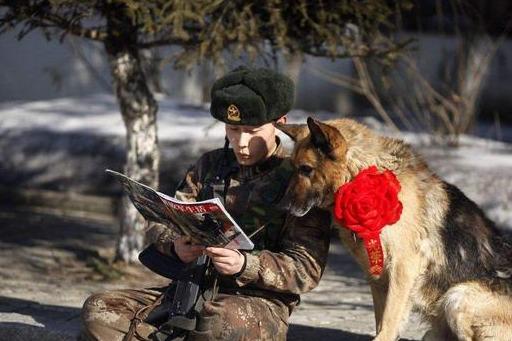 翠花狗最新,如何饲养与照顾狗狗的详细步骤指南