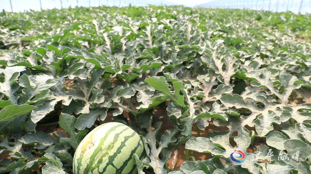 西瓜卡最新,夏日里的甜蜜纽带