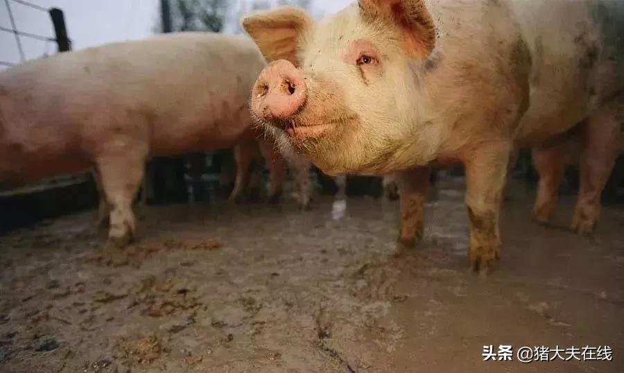 最新电击猪,高科技产品重塑生活,体验前所未有的智能之旅