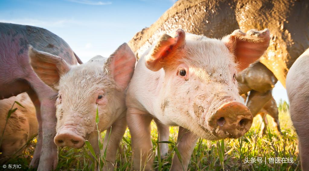 最新查小肠技术,探索小肠疾病的窗口