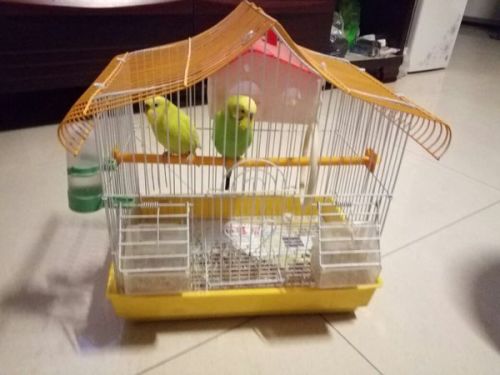 最新塑料鸟笼与温馨的日常趣事