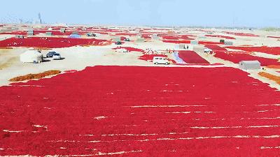 苹果最新网使用指南——从零起步到熟练操作的完整步骤