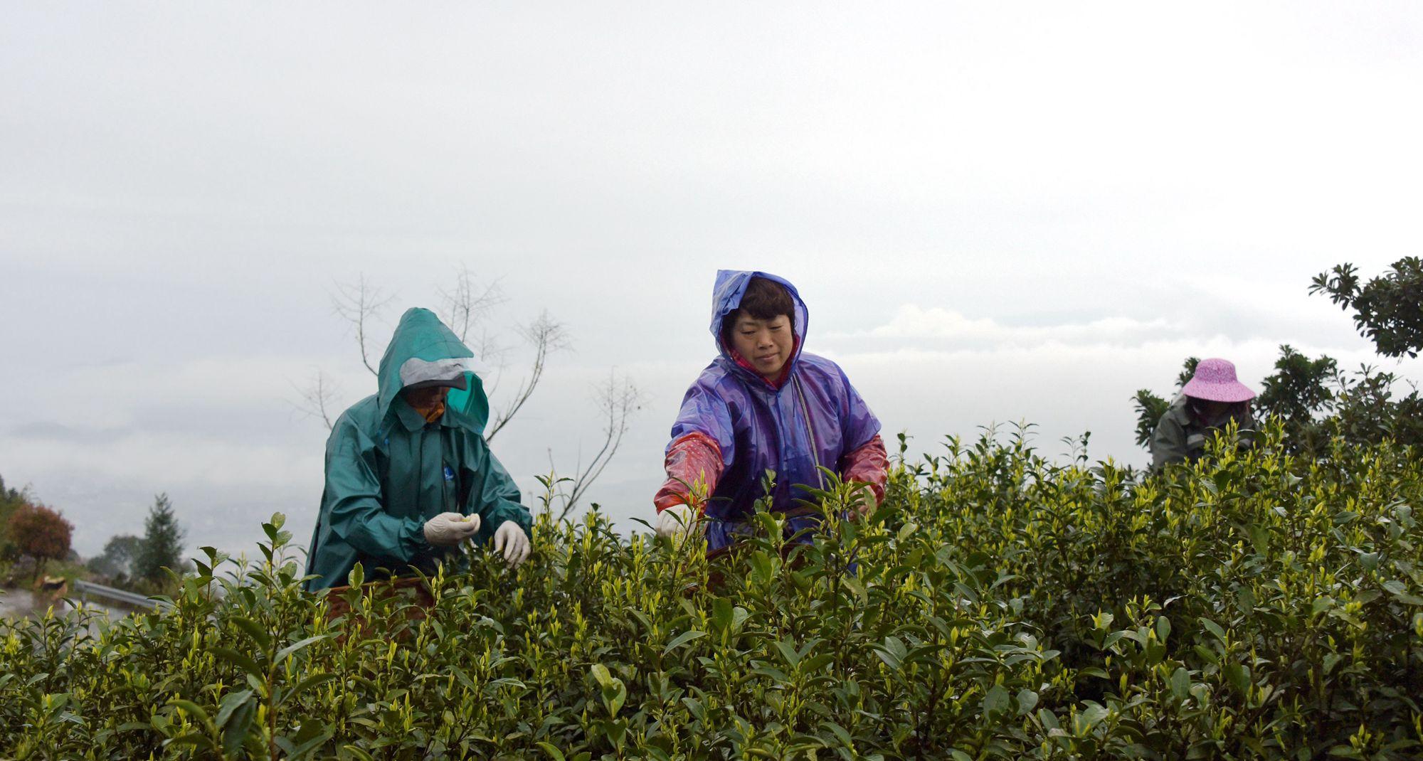 仙居最新信息带你领略仙境般的改变