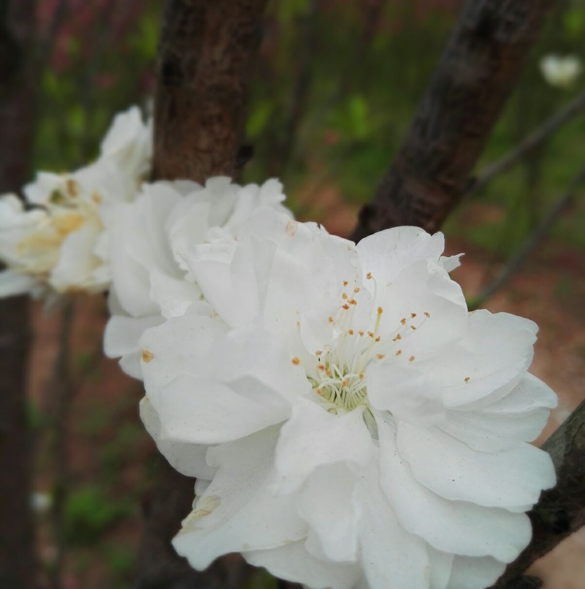 白桃花最新,小巷深处的独特风味