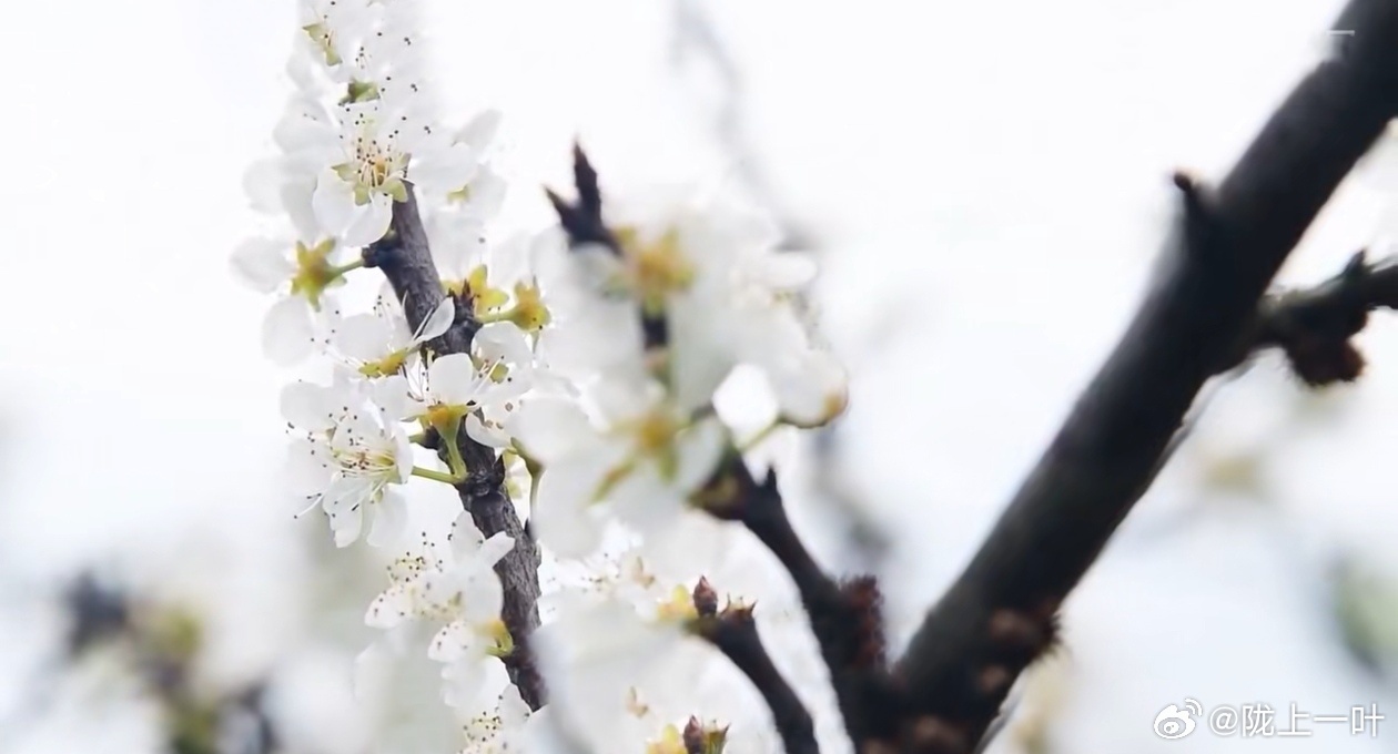 白桃花最新,小巷深处的独特风味