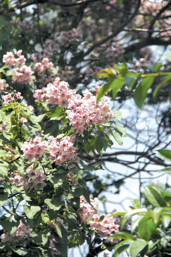 临沂最新1例,小城的温馨日常