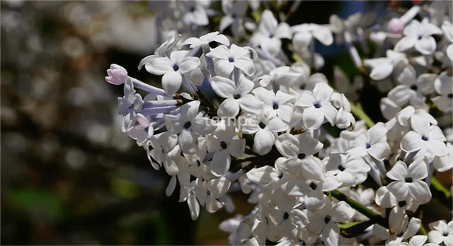 高效解答解释定义:丁香婷婷深情五月亚洲_iShop50.58.95
