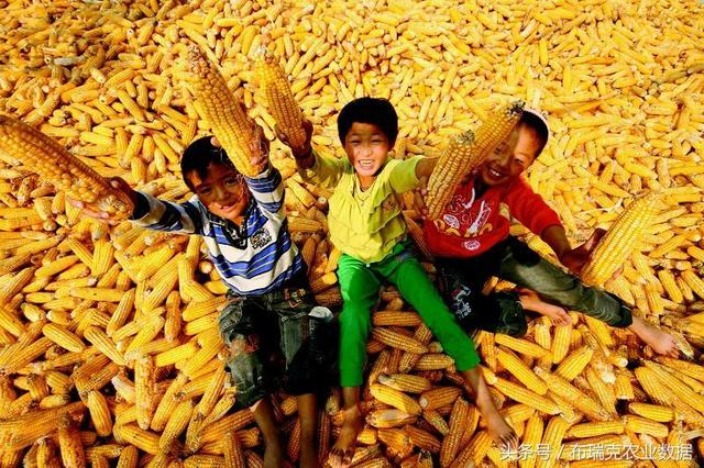 宁晋玉峰玉米最新价格信息更新及价格表公布