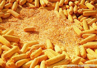 宁晋玉峰玉米最新价格信息更新及价格表公布