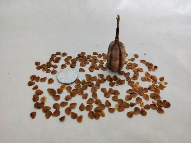 最新种子号,最新种子号,小巷中的秘密花园