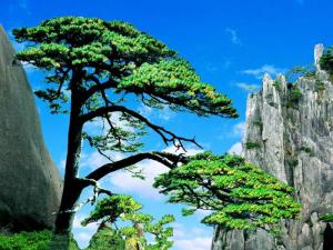 迎客松最新图片,迎客松最新图片,自然之美的展现