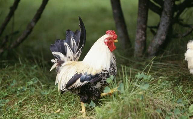 投桃报李 第6页