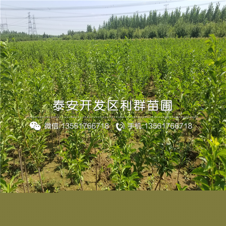 最新今日苗木求购信息，一棵苗木的成长故事与你的励志之旅