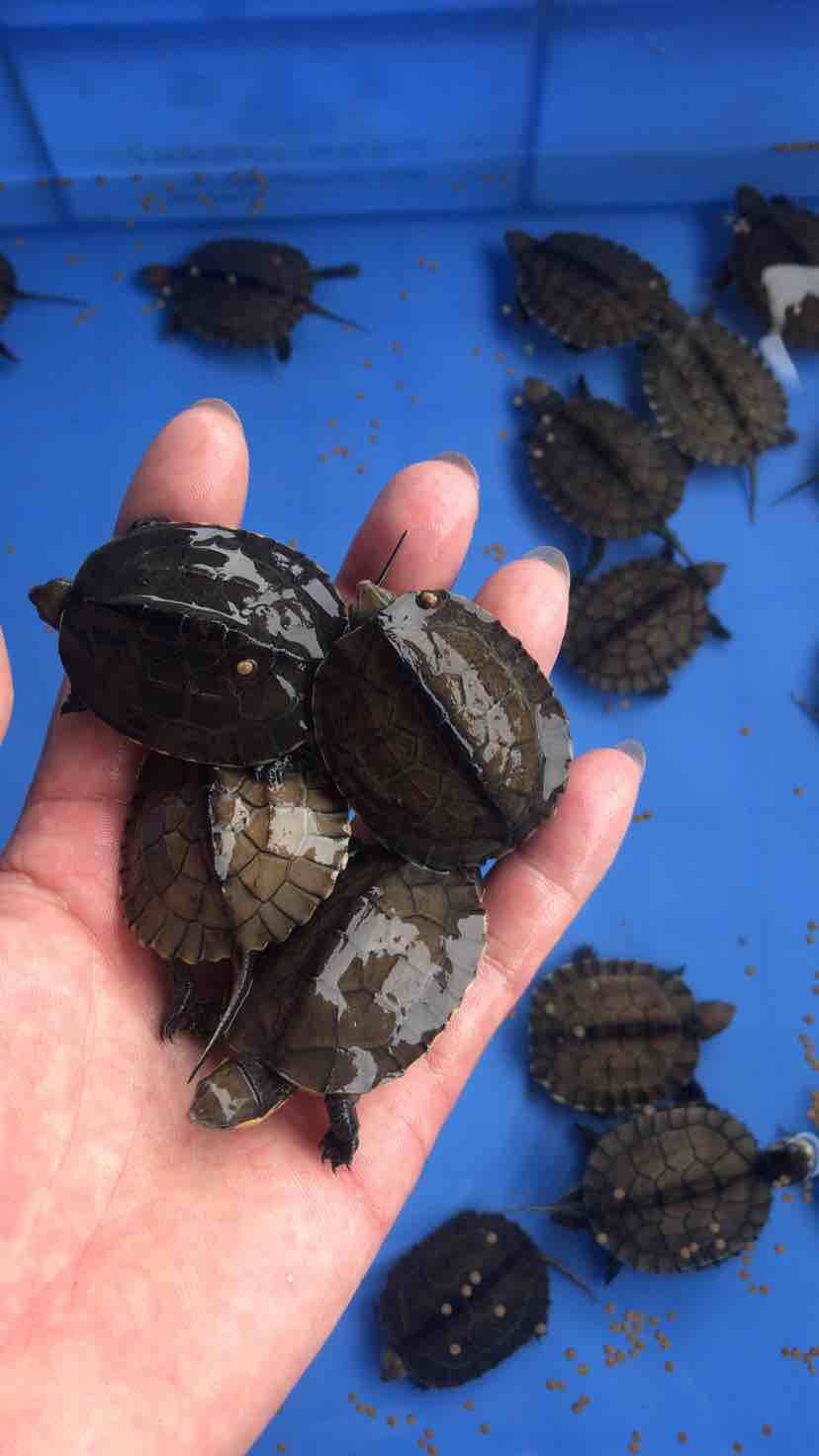 火中取栗 第6页