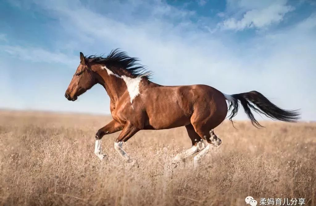 特马最准资料免费大全,现况评判解释说法_ULQ79.828携带版