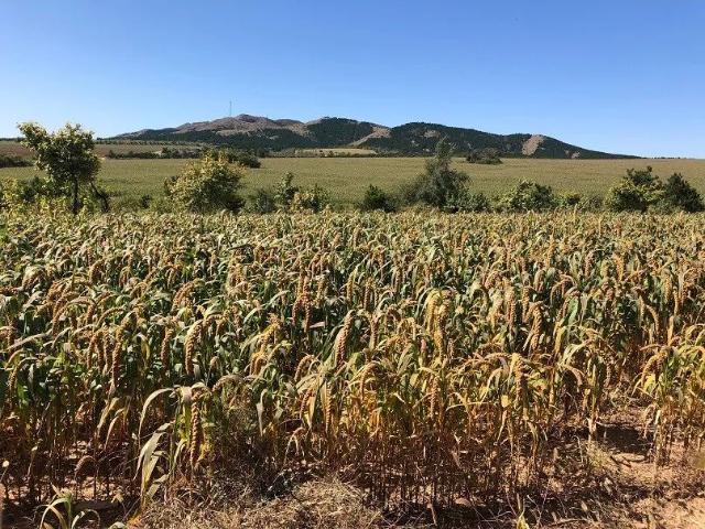 敖汉谷子最新价格,一场自然美景的旅行探索