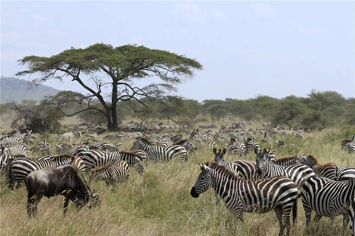 猎豹擒龙博客最新，探索自然美景的旅行，寻找内心的平静