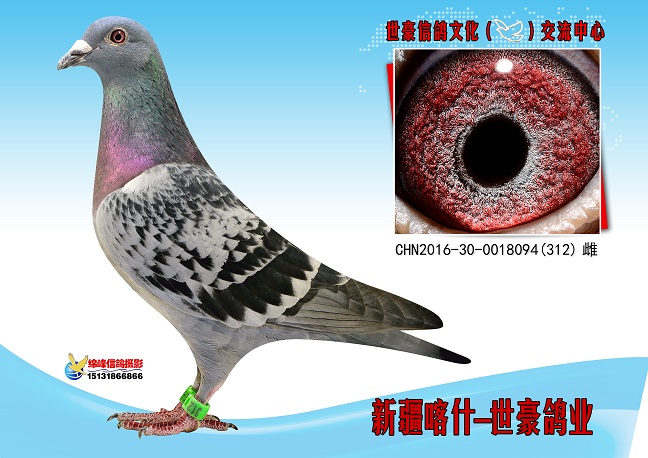 飞天公棚最新公告，一段温馨有趣的日常故事