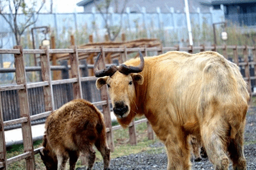 临泉牛庄的最新动态，牛事连连，温情满溢