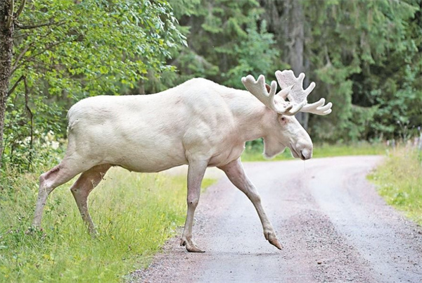 澳门四不像精准一肖一码,迅速设计解答方案_DP35.120
