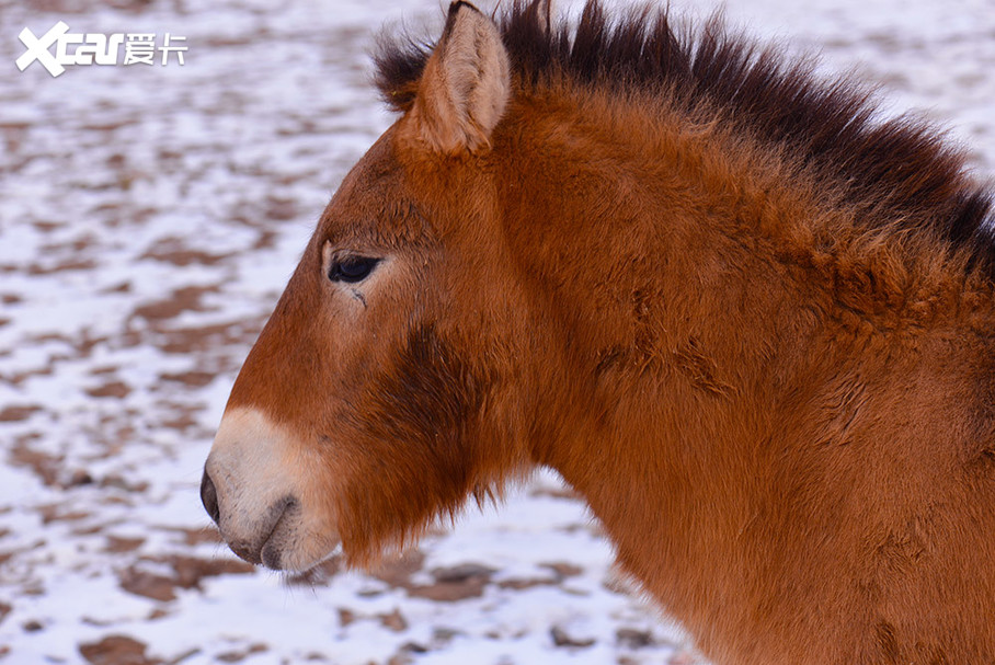 7777788888新版跑狗图解析,动态词语解释落实_交互版34.268