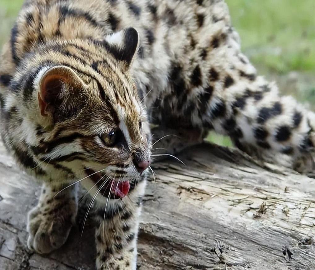 最新豹猫师傅狗出售——探寻小巷中的独特风味
