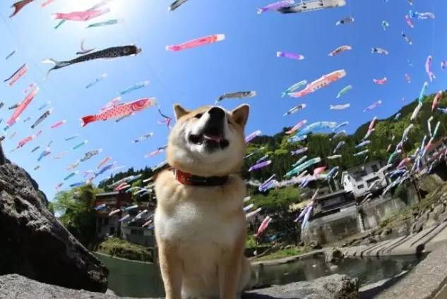 最新斗图狗，一场自然美景的探险之旅