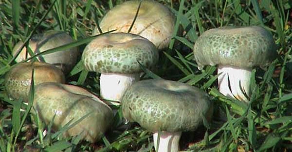 小红书分享牛肝菌价格大揭秘！